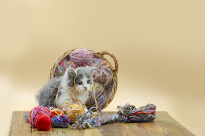 cat in a yarn basket